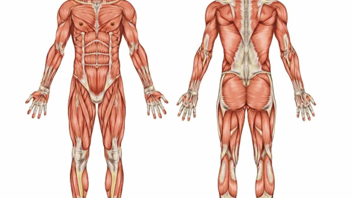 Tecido muscular, o que é? Definição, características e os 3 tipos
