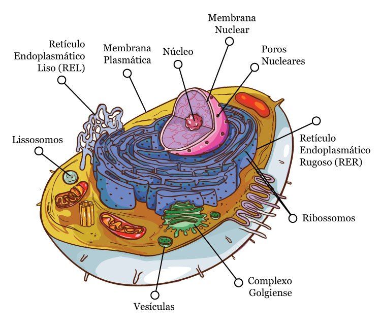 Complexo de Golgi, o que é? Definição, estrutura e funções