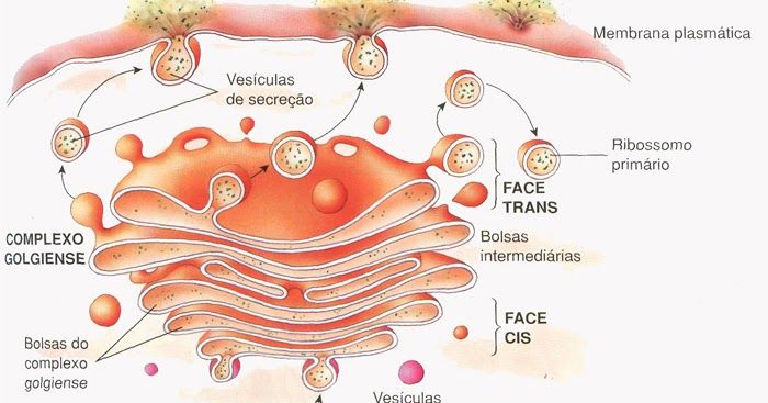 Complexo de Golgi, o que é? Definição, estrutura e funções