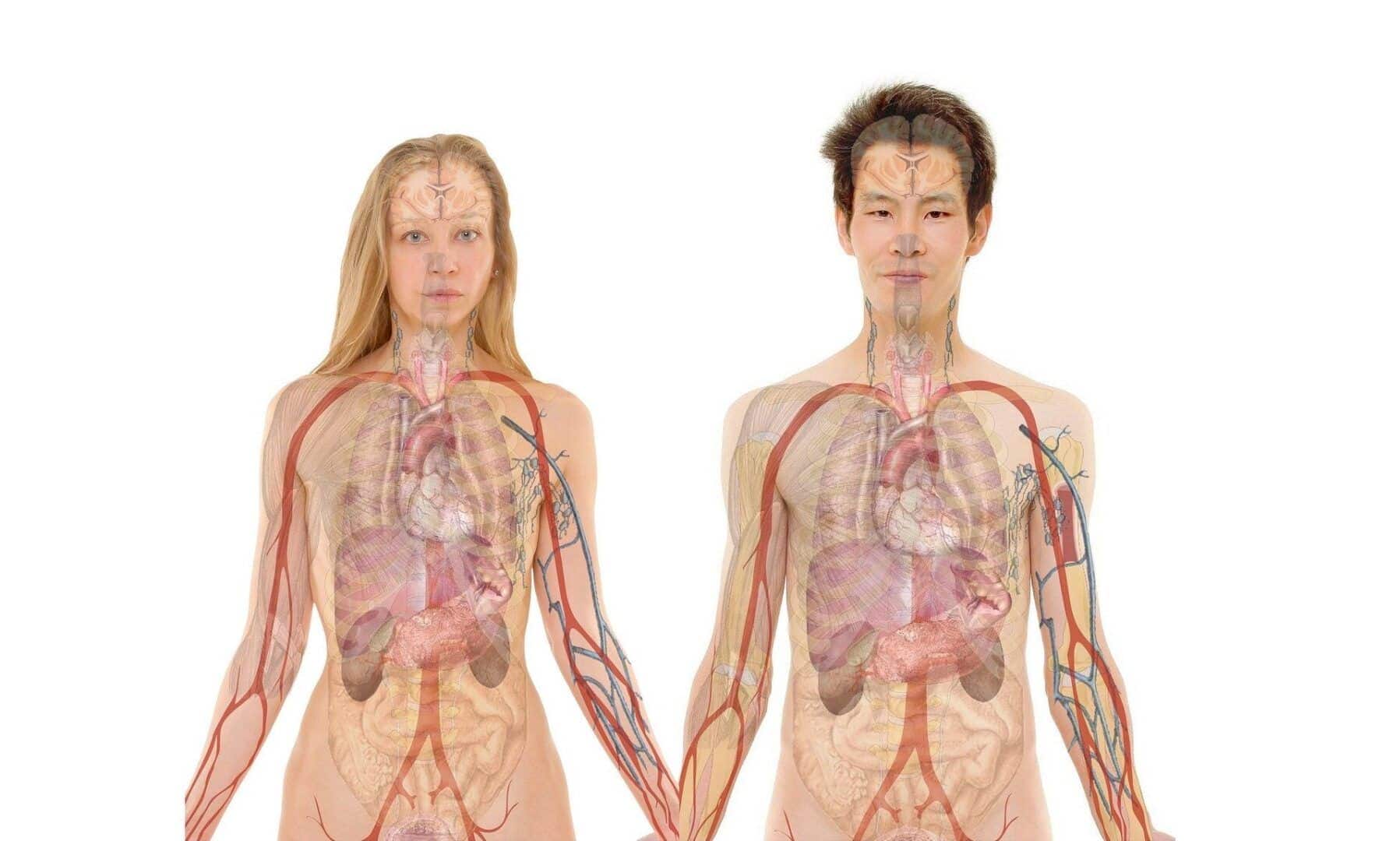 Corpo humano - Organização, células, tecidos, órgãos e sistemas