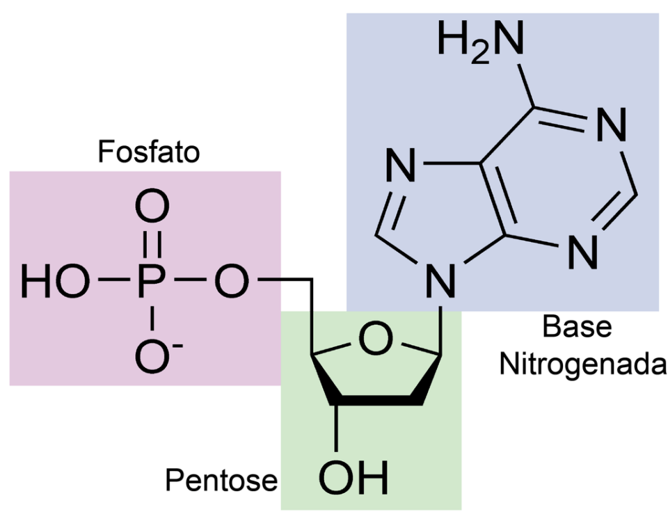 Nucleotídeos, o que são? Definição, estrutura e ácidos nucleicos