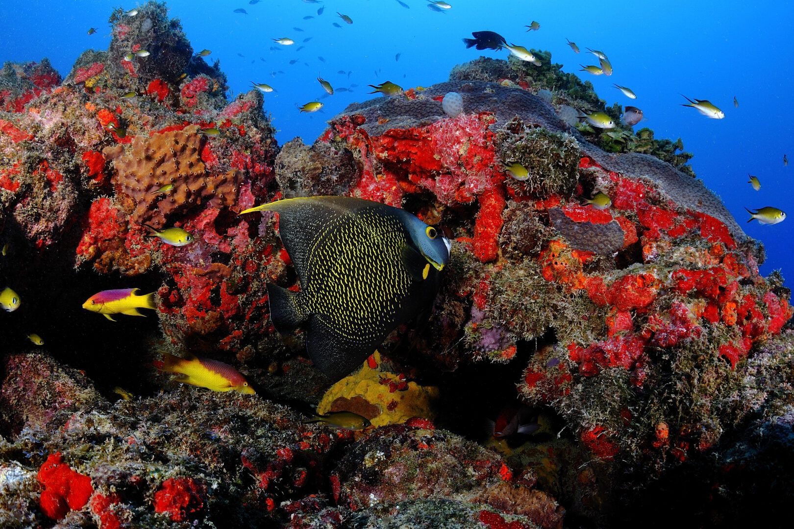 Corais: onde vivem, quais suas características e como se formam