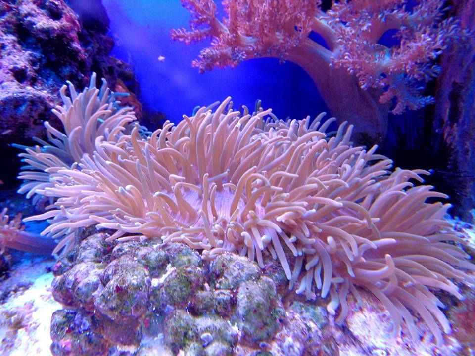 Corais: onde vivem, quais suas características e como se formam