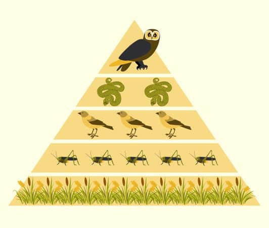 Pirâmides ecológicas, o que são? Definição, características e tipos