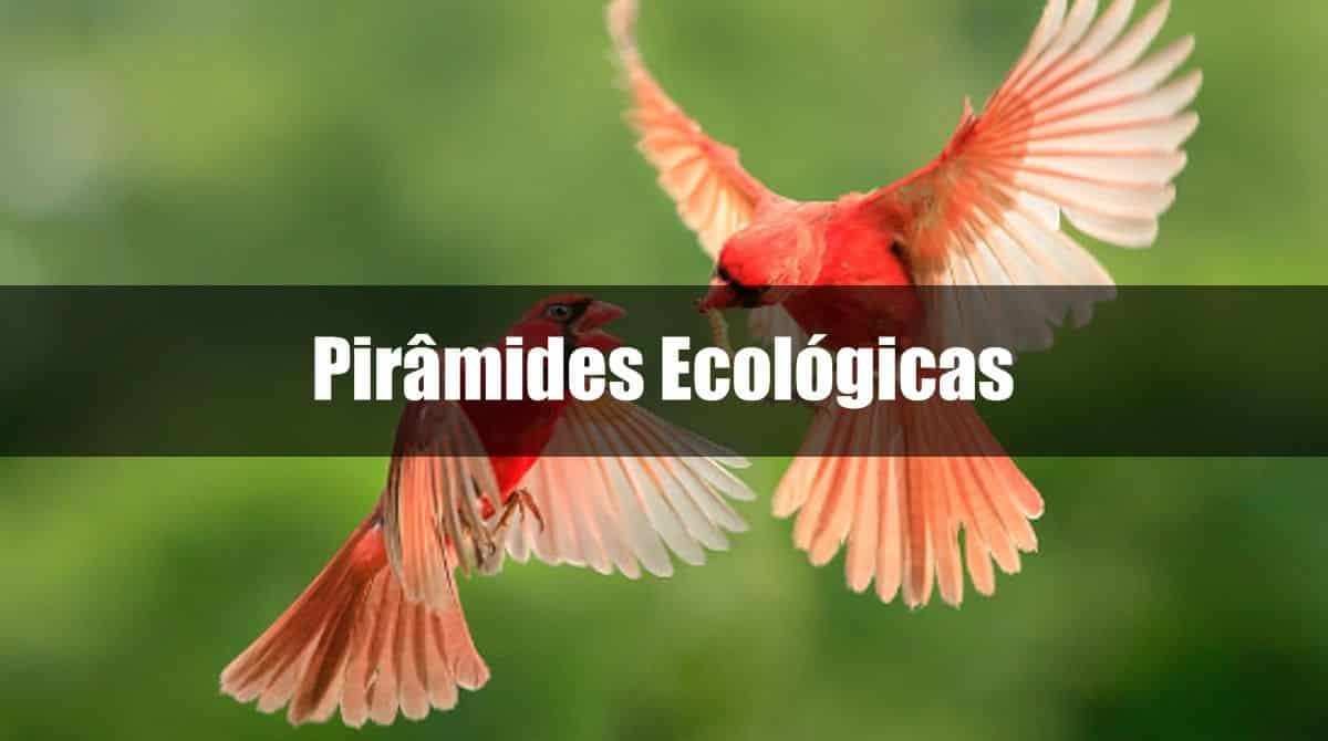 Pirâmides ecológicas, o que são? Definição, características e tipos
