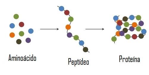 Estrutura das proteínas, o que é? Definição, tipos e características