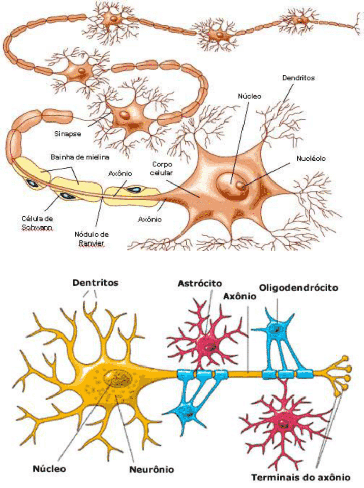 Células nervosas, o que são? Tipos, funções e composição