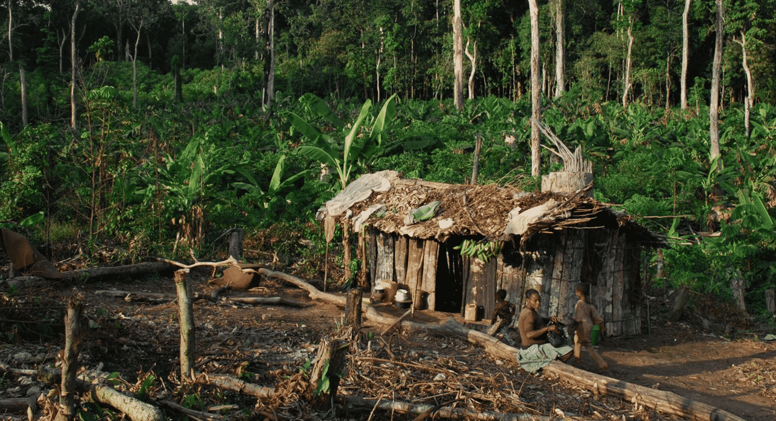 Floresta do Congo - Principais características, riscos e importância