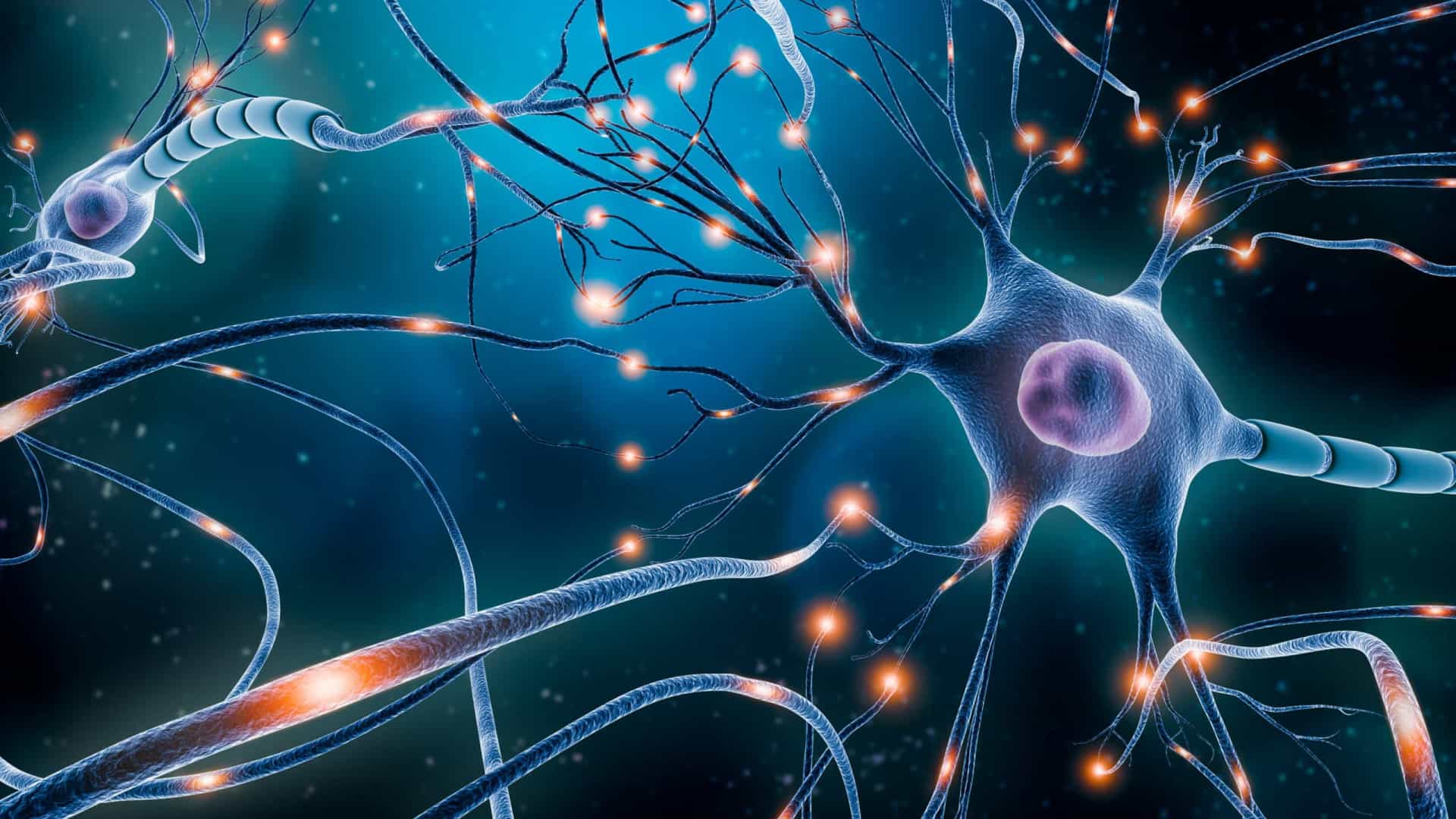 O que são neurônios? Estrutura, função e tipos de neurônios