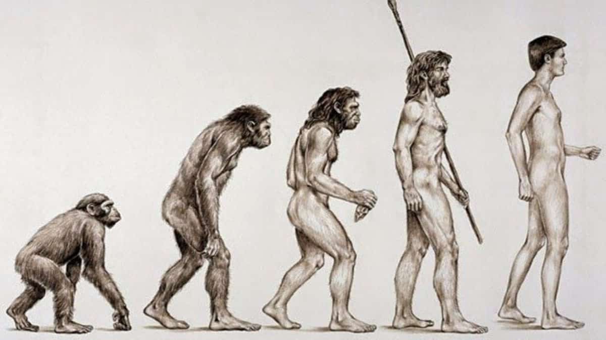 Evolução humana: início, gênero homo e homem moderno