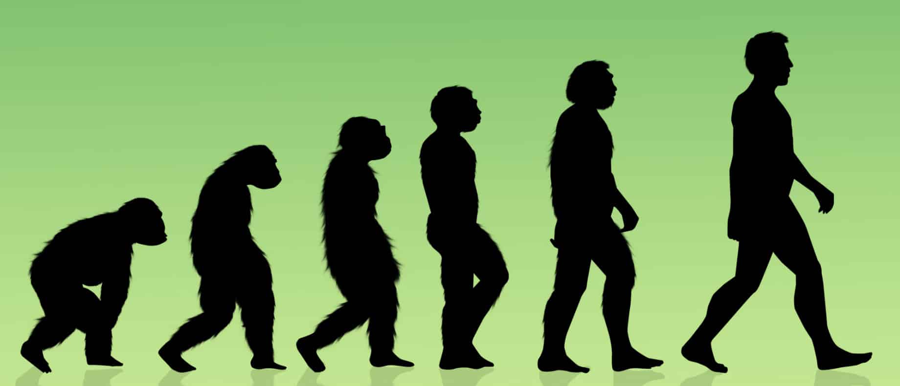 Evolução humana: início, gênero homo e homem moderno