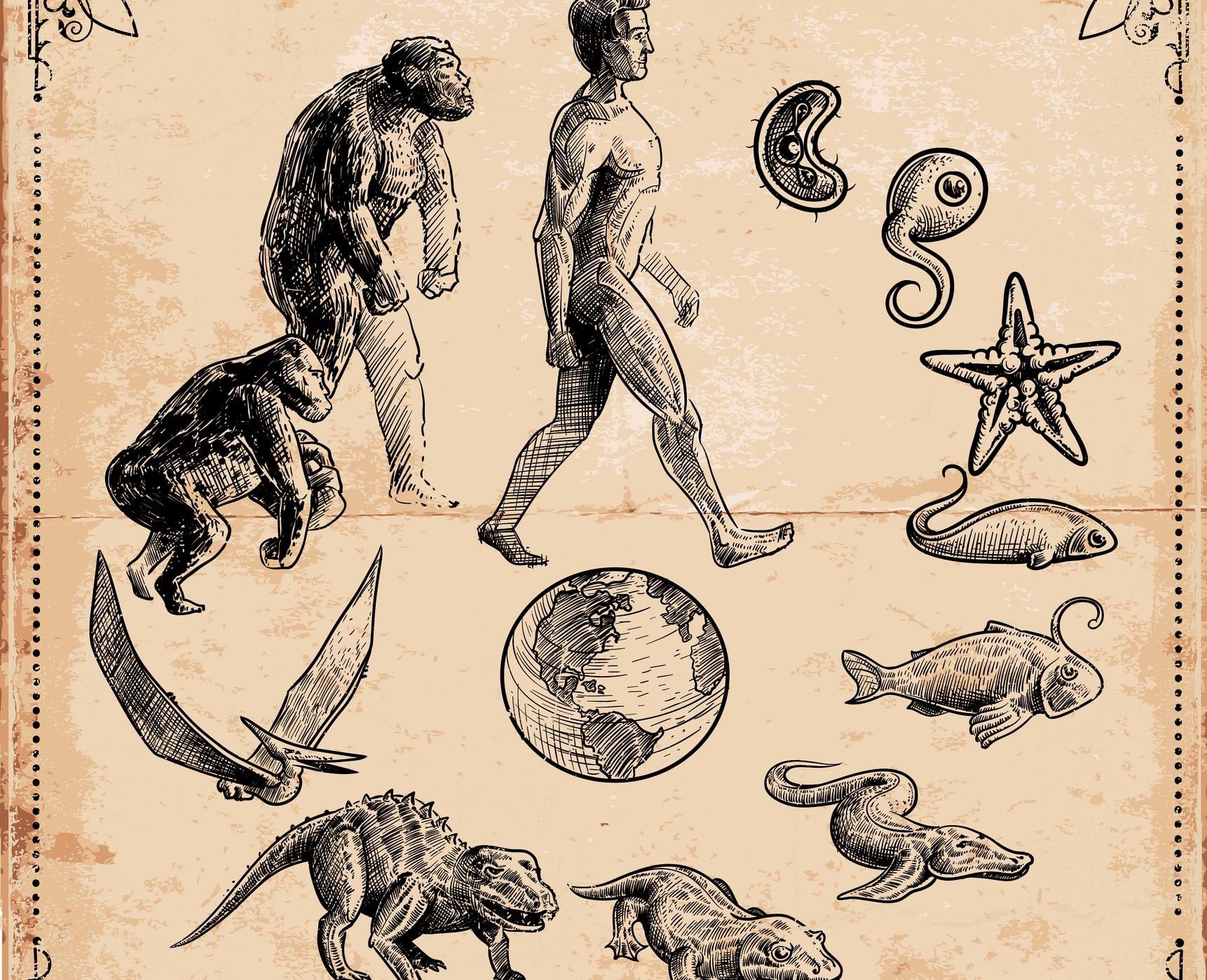 Aprenda o que é Darwinismo e a seleção natural