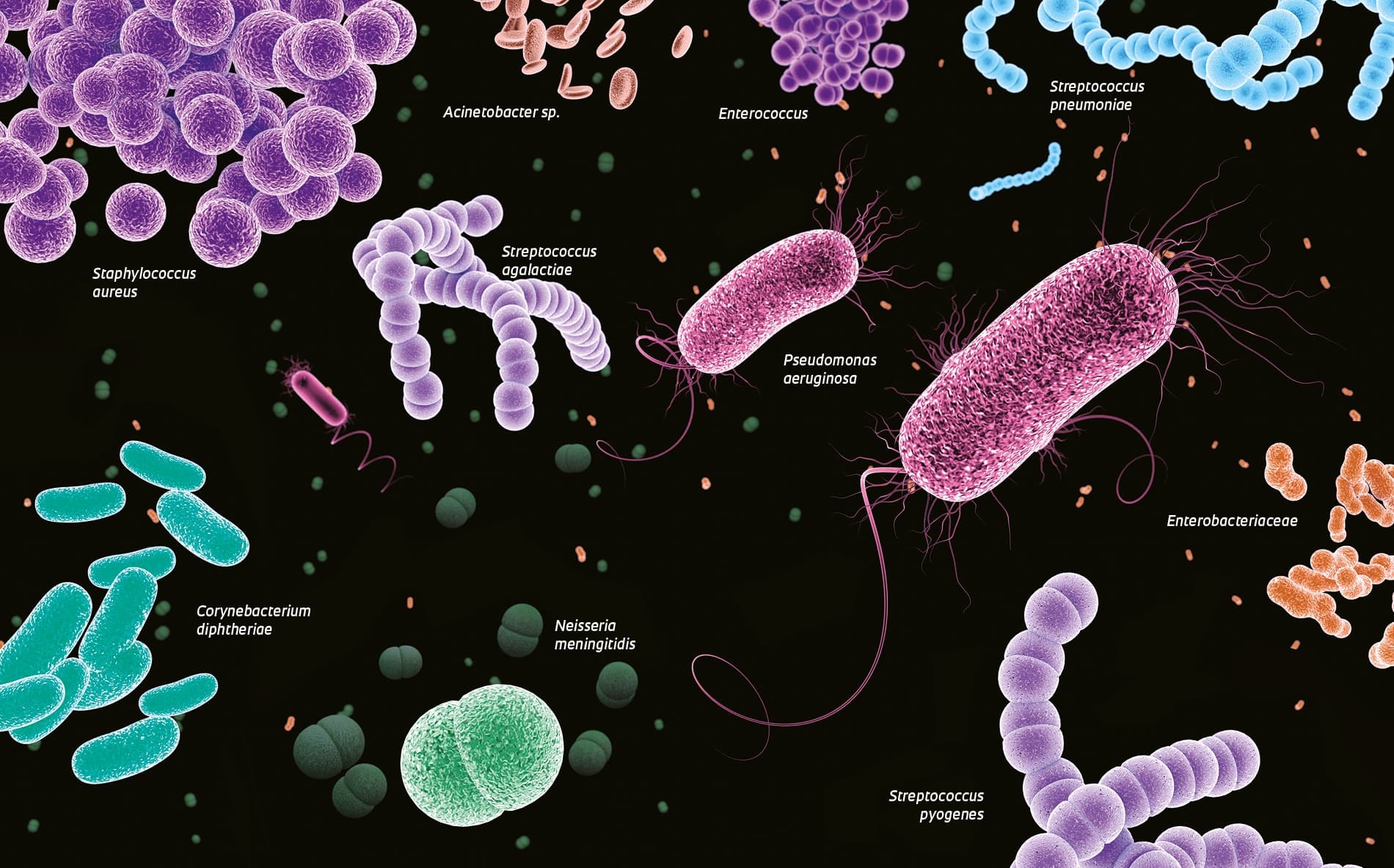 Quais são os tipos de bactérias?